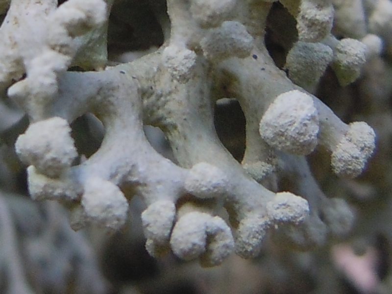 ...dai Tacchi calcarei dell''Ogliastra